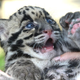 Illustration for article titled Clouded Leopard Toe Beans Are As Cute As Youd Expect